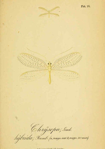 Reproducción/Reproduction 6288923539: Symbolae ad monographiam generis chrysopae, Leach. Vratislaviae,apud Ferdinandum Hirt,1851