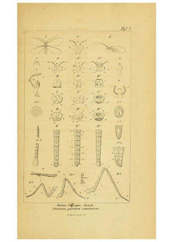 Reproducción/Reproduction 6288919751: Symbolae ad monographiam generis chrysopae, Leach. Vratislaviae,apud Ferdinandum Hirt,1851