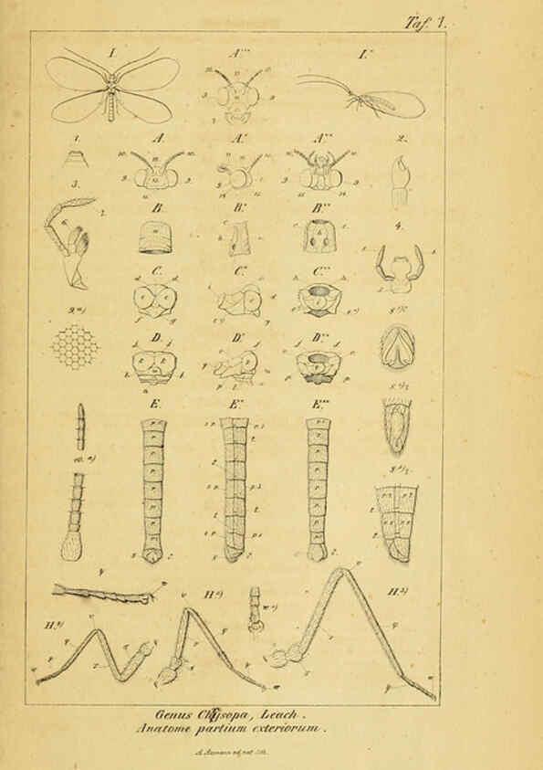 Reproducción/Reproduction 6288919751: Symbolae ad monographiam generis chrysopae, Leach. Vratislaviae,apud Ferdinandum Hirt,1851