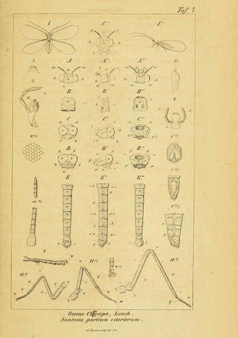 Reproducción/Reproduction 6288919751: Symbolae ad monographiam generis chrysopae, Leach. Vratislaviae,apud Ferdinandum Hirt,1851