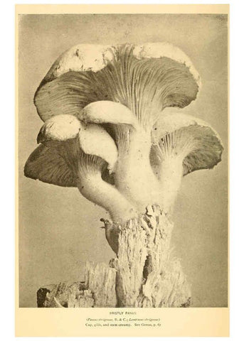 Reproducción/Reproduction 6288874765: The mushroom book Garden City, N.Y. :Doubleday, Page,1920