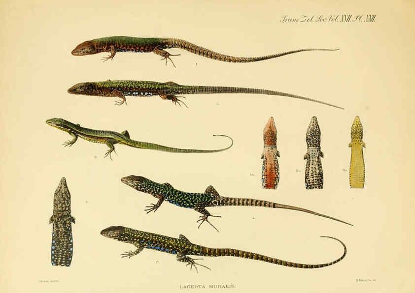 Reproducción/Reproduction 6289407312: A contribution to our knowledge of the varieties of the wall-lizard (Lacerta muralis) in Western Europe and North Africa London,Zoological Society,1905 