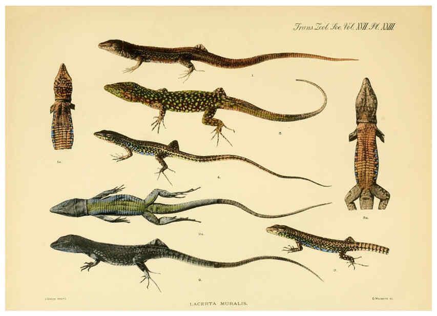 Reproducción/Reproduction 6289407540: A contribution to our knowledge of the varieties of the wall-lizard (Lacerta muralis) in Western Europe and North Africa London,Zoological Society,1905 