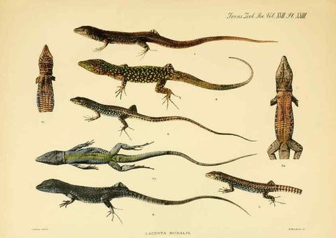 Reproducción/Reproduction 6289407540: A contribution to our knowledge of the varieties of the wall-lizard (Lacerta muralis) in Western Europe and North Africa London,Zoological Society,1905 