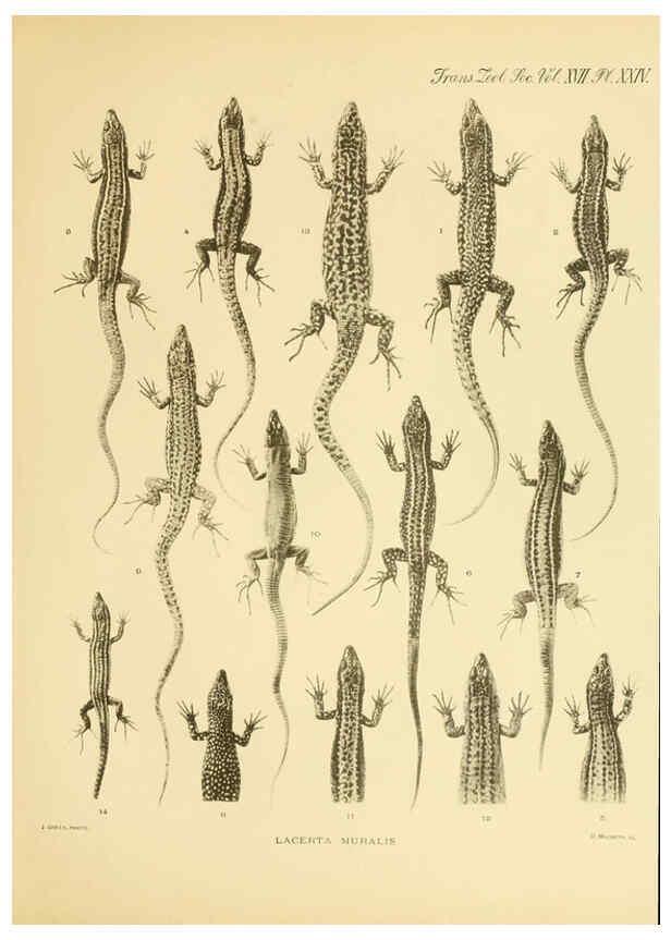 Reproducción/Reproduction 6289407724: A contribution to our knowledge of the varieties of the wall-lizard (Lacerta muralis) in Western Europe and North Africa London,Zoological Society,1905 