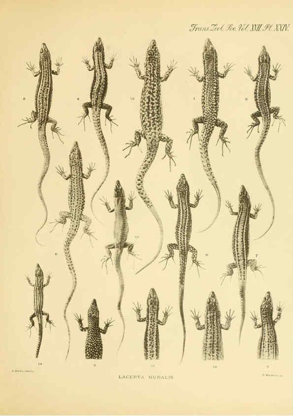 Reproducción/Reproduction 6289407724: A contribution to our knowledge of the varieties of the wall-lizard (Lacerta muralis) in Western Europe and North Africa London,Zoological Society,1905 