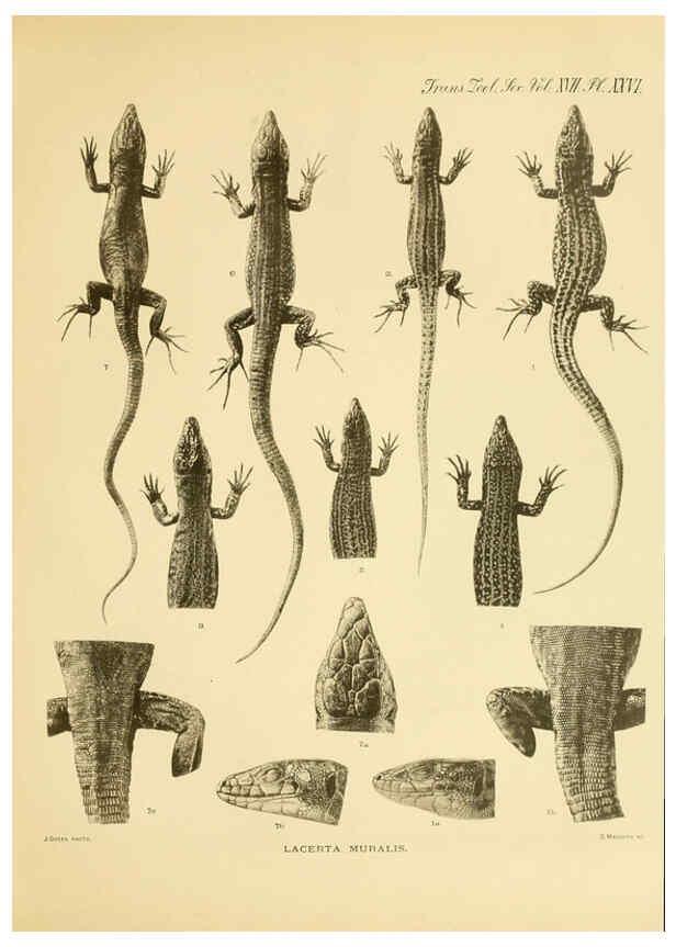 Reproducción/Reproduction 6289408060: A contribution to our knowledge of the varieties of the wall-lizard (Lacerta muralis) in Western Europe and North Africa London,Zoological Society,1905 