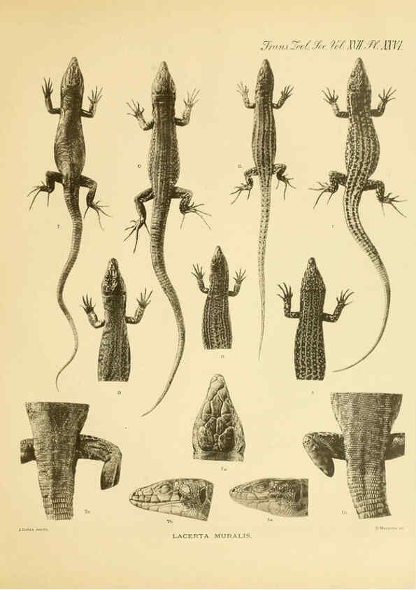 Reproducción/Reproduction 6289408060: A contribution to our knowledge of the varieties of the wall-lizard (Lacerta muralis) in Western Europe and North Africa London,Zoological Society,1905 