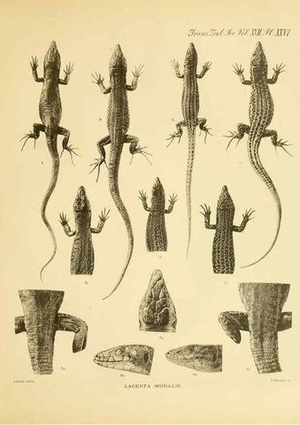 Reproducción/Reproduction 6289408060: A contribution to our knowledge of the varieties of the wall-lizard (Lacerta muralis) in Western Europe and North Africa London,Zoological Society,1905 