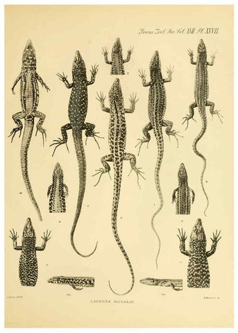 Reproducción/Reproduction 6288888397: A contribution to our knowledge of the varieties of the wall-lizard (Lacerta muralis) in Western Europe and North Africa London,Zoological Society,1905 