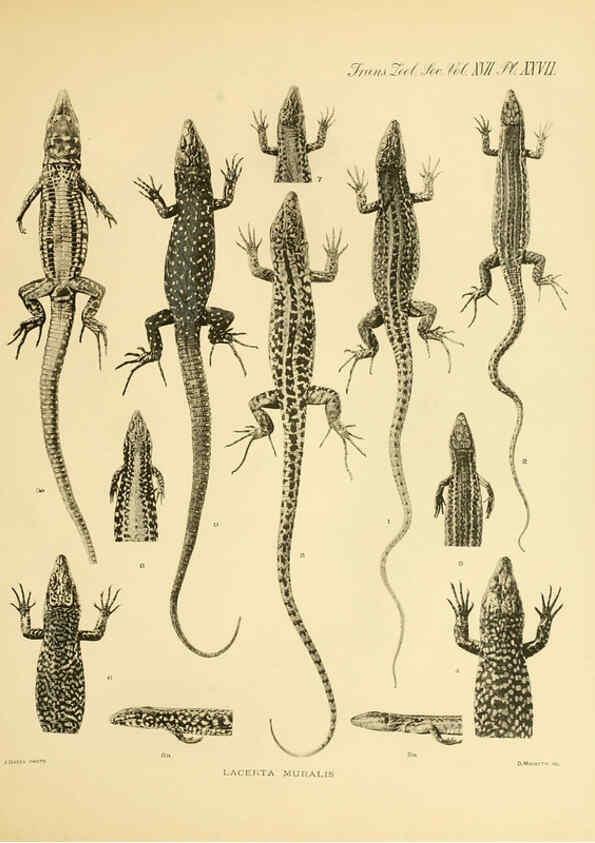 Reproducción/Reproduction 6288888397: A contribution to our knowledge of the varieties of the wall-lizard (Lacerta muralis) in Western Europe and North Africa London,Zoological Society,1905 