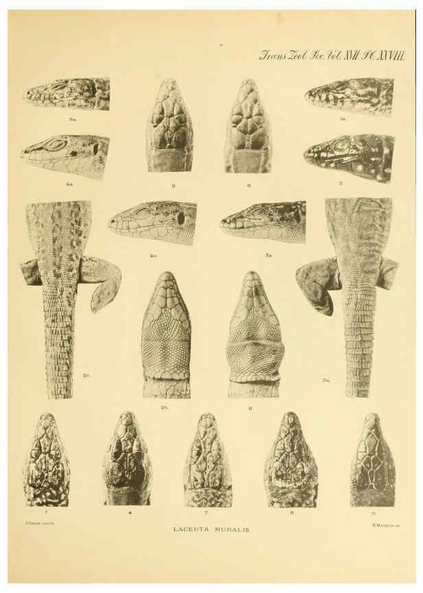 Reproducción/Reproduction 6288888793: A contribution to our knowledge of the varieties of the wall-lizard (Lacerta muralis) in Western Europe and North Africa London,Zoological Society,1905 