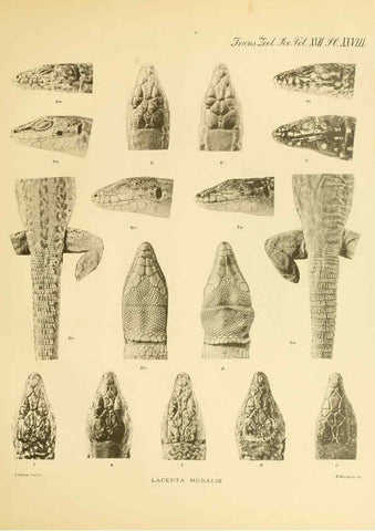 Reproducción/Reproduction 6288888793: A contribution to our knowledge of the varieties of the wall-lizard (Lacerta muralis) in Western Europe and North Africa London,Zoological Society,1905 