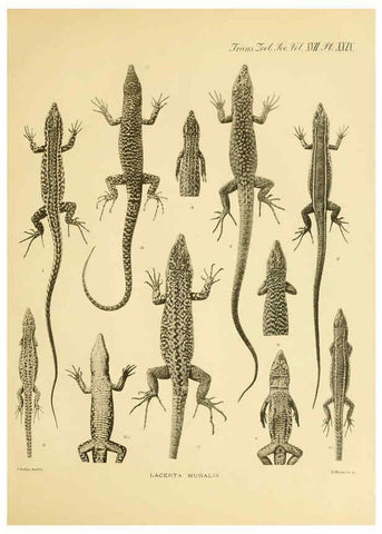 Reproducción/Reproduction 6288888993: A contribution to our knowledge of the varieties of the wall-lizard (Lacerta muralis) in Western Europe and North Africa London,Zoological Society,1905 