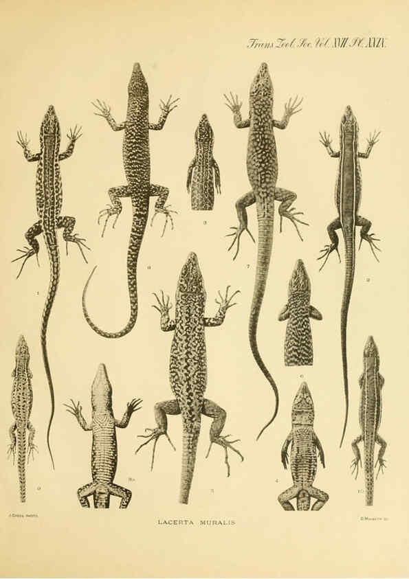 Reproducción/Reproduction 6288888993: A contribution to our knowledge of the varieties of the wall-lizard (Lacerta muralis) in Western Europe and North Africa London,Zoological Society,1905 