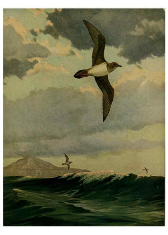 Reproducción/Reproduction 6289420886: Oceanic birds of South America. v.1. New York :Macmillan Co. :c1936