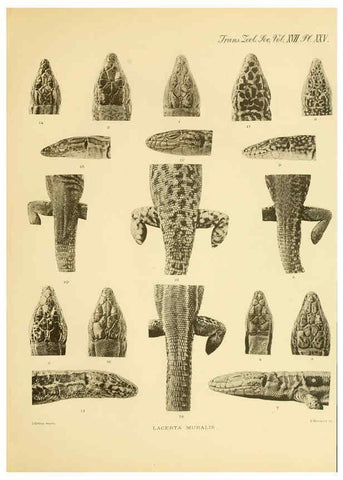 Reproducción/Reproduction 6288887993: A contribution to our knowledge of the varieties of the wall-lizard (Lacerta muralis) in Western Europe and North Africa London,Zoological Society,1905 