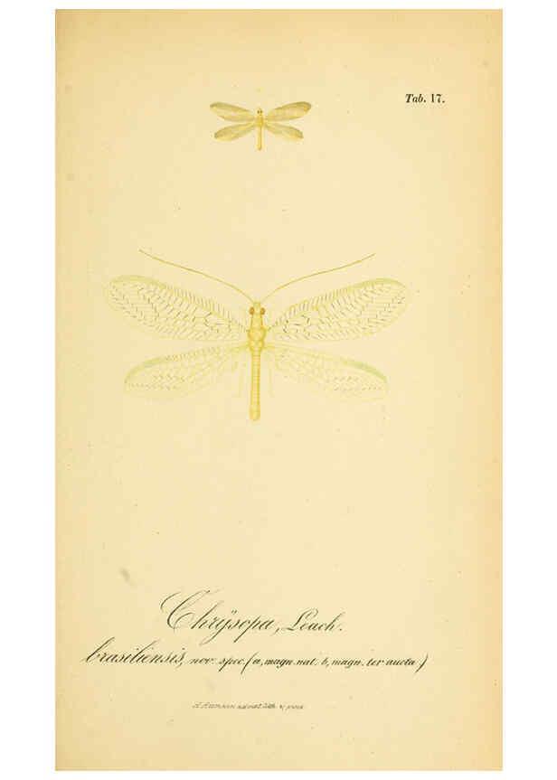 Reproducción/Reproduction 6288923723: Symbolae ad monographiam generis chrysopae, Leach. Vratislaviae,apud Ferdinandum Hirt,1851