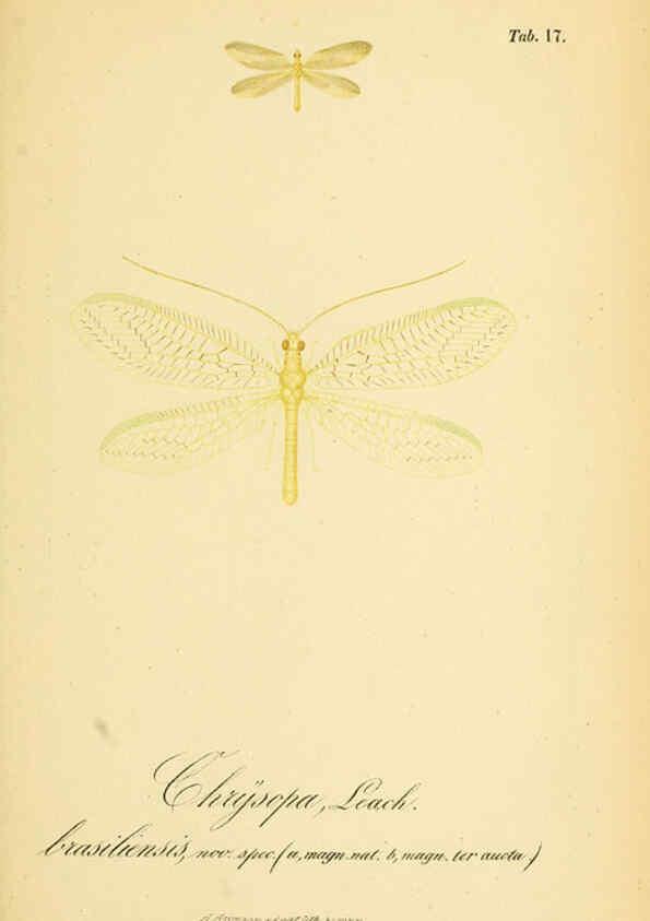 Reproducción/Reproduction 6288923723: Symbolae ad monographiam generis chrysopae, Leach. Vratislaviae,apud Ferdinandum Hirt,1851