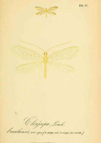 Reproducción/Reproduction 6288923723: Symbolae ad monographiam generis chrysopae, Leach. Vratislaviae,apud Ferdinandum Hirt,1851