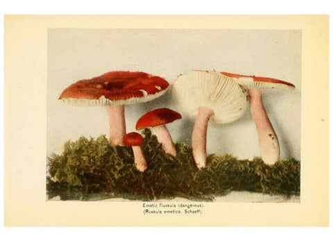 Reproducción/Reproduction 6289380268: The mushroom book Garden City, N.Y. :Doubleday, Page,1920