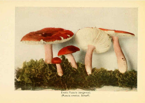 Reproducción/Reproduction 6289380268: The mushroom book Garden City, N.Y. :Doubleday, Page,1920