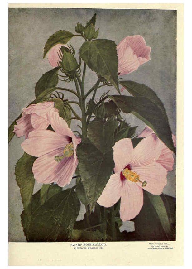 Reproducción/Reproduction 6288464221: Nature's garden; an aid to knowledge of our wild flowers and their insect visitors Garden City, N. Y. :Doubleday, Page,1922