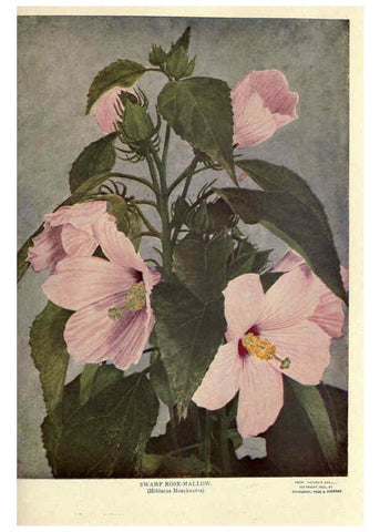 Reproducción/Reproduction 6288464221: Nature's garden; an aid to knowledge of our wild flowers and their insect visitors Garden City, N. Y. :Doubleday, Page,1922