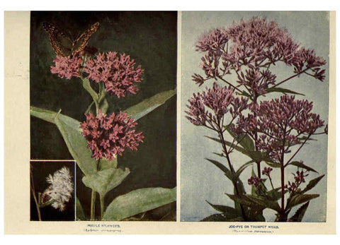 Reproducción/Reproduction 6288985290: Nature's garden; an aid to knowledge of our wild flowers and their insect visitors Garden City, N. Y. :Doubleday, Page,1922