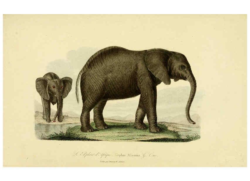 Reproducción/Reproduction 6289272510: Compléments de Buffon. t.1. Paris :P. Pourrat Frères,1838