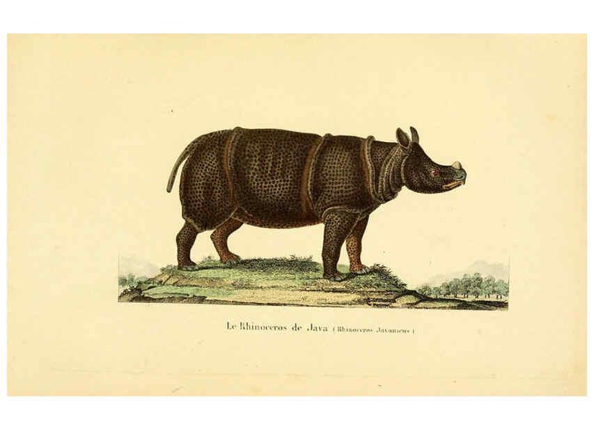 Reproducción/Reproduction 6288753507: Compléments de Buffon. t.1. Paris :P. Pourrat Frères,1838