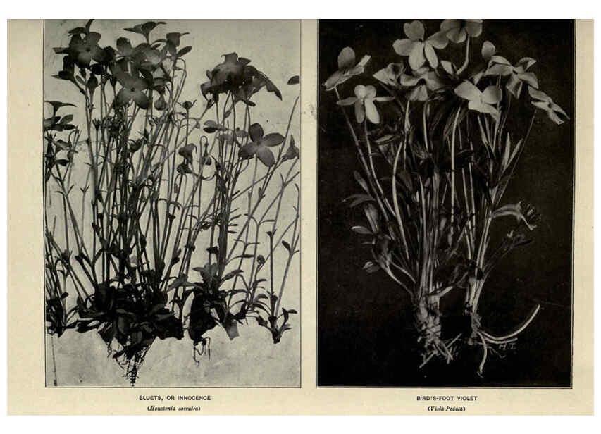 Reproducción/Reproduction 6288460461: Nature's garden; an aid to knowledge of our wild flowers and their insect visitors Garden City, N. Y. :Doubleday, Page,1922