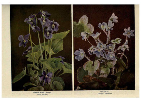 Reproducción/Reproduction 6288460819: Nature's garden; an aid to knowledge of our wild flowers and their insect visitors Garden City, N. Y. :Doubleday, Page,1922