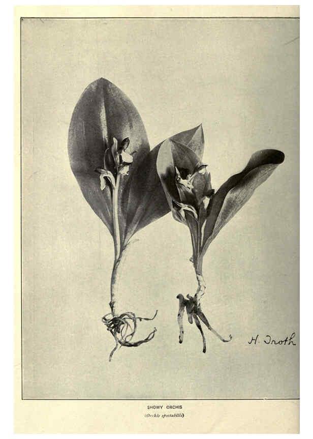 Reproducción/Reproduction 6288981336: Nature's garden; an aid to knowledge of our wild flowers and their insect visitors Garden City, N. Y. :Doubleday, Page,1922