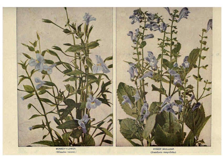 Reproducción/Reproduction 6288462051: Nature's garden; an aid to knowledge of our wild flowers and their insect visitors Garden City, N. Y. :Doubleday, Page,1922