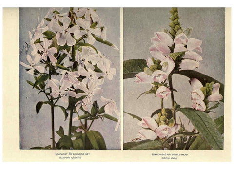 Reproducción/Reproduction 6288982332: Nature's garden; an aid to knowledge of our wild flowers and their insect visitors Garden City, N. Y. :Doubleday, Page,1922