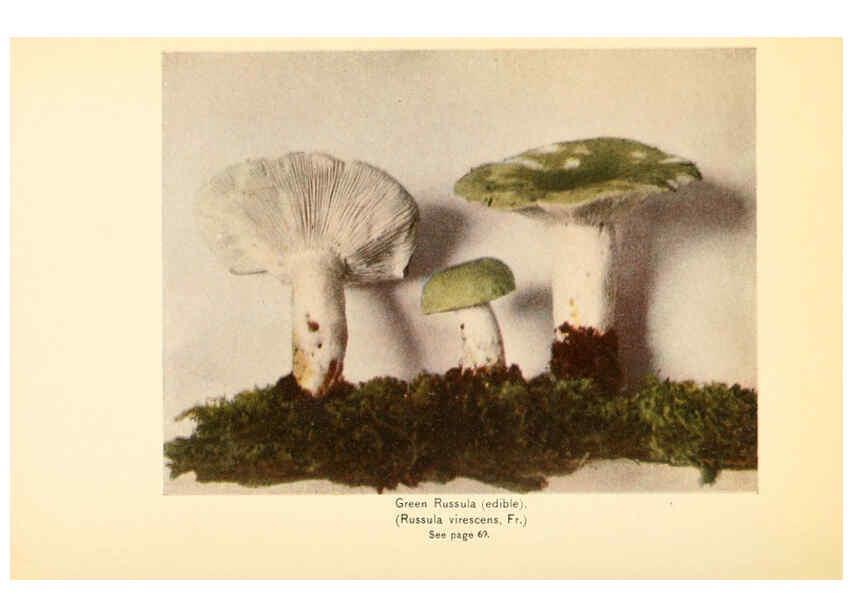 Reproducción/Reproduction 6288860693: The mushroom book Garden City, N.Y. :Doubleday, Page,1920