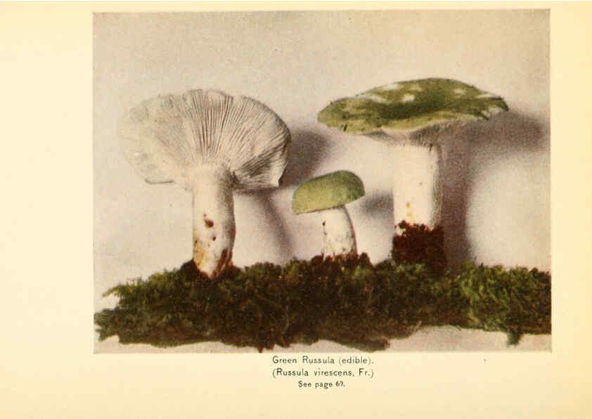 Reproducción/Reproduction 6288860693: The mushroom book Garden City, N.Y. :Doubleday, Page,1920