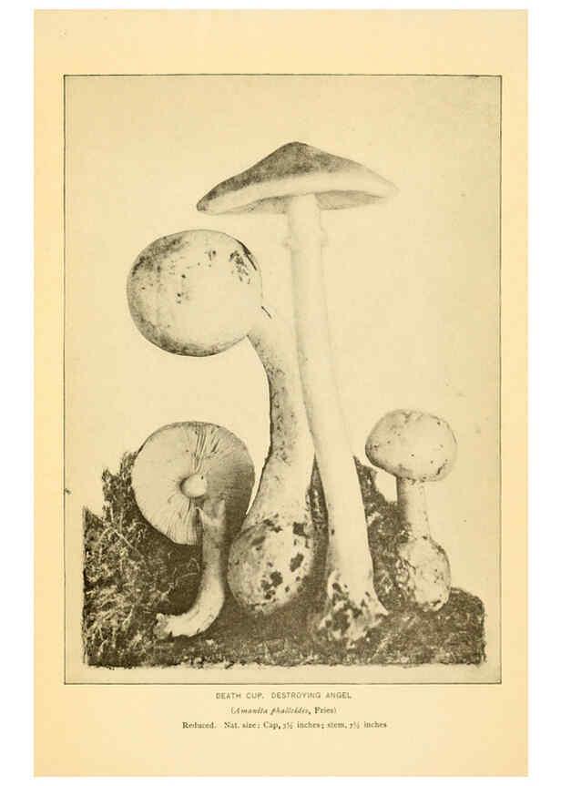 Reproducción/Reproduction 6289375324: The mushroom book Garden City, N.Y. :Doubleday, Page,1920