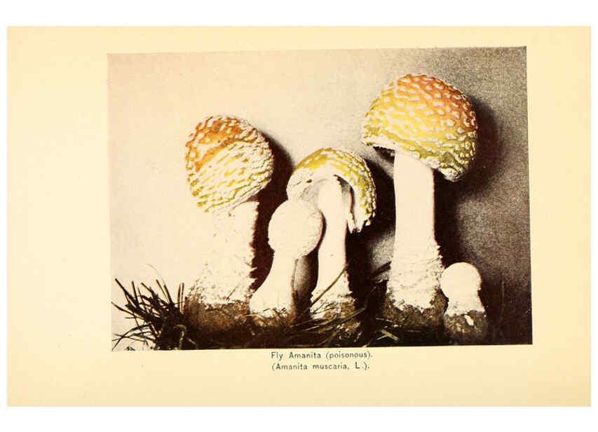 Reproducción/Reproduction 6289375694: The mushroom book Garden City, N.Y. :Doubleday, Page,1920