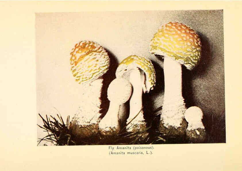 Reproducción/Reproduction 6289375694: The mushroom book Garden City, N.Y. :Doubleday, Page,1920