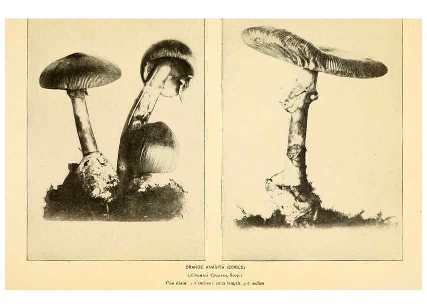 Reproducción/Reproduction 6289375958: The mushroom book Garden City, N.Y. :Doubleday, Page,1920