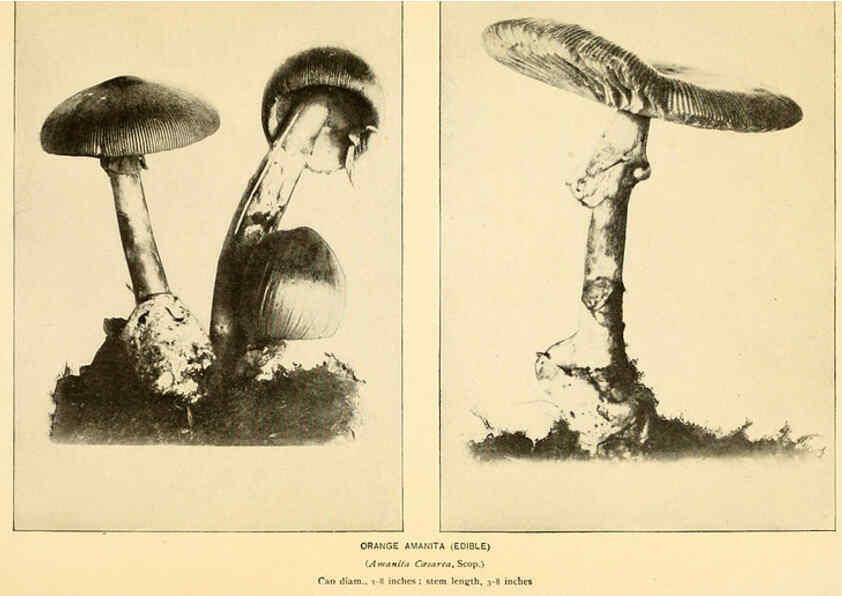 Reproducción/Reproduction 6289375958: The mushroom book Garden City, N.Y. :Doubleday, Page,1920