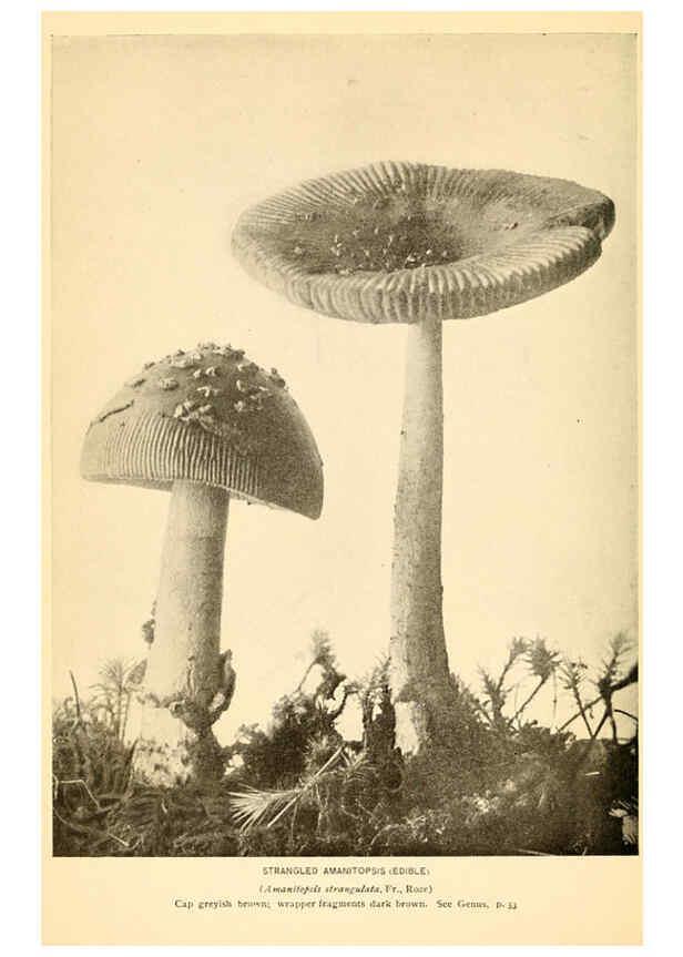 Reproducción/Reproduction 6288856429: The mushroom book Garden City, N.Y. :Doubleday, Page,1920