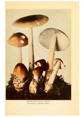 Reproducción/Reproduction 6288856773: The mushroom book Garden City, N.Y. :Doubleday, Page,1920