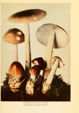 Reproducción/Reproduction 6288856773: The mushroom book Garden City, N.Y. :Doubleday, Page,1920