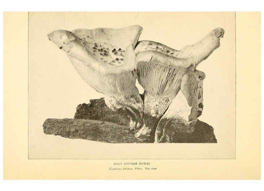 Reproducción/Reproduction 6289377520: The mushroom book Garden City, N.Y. :Doubleday, Page,1920