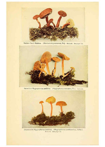 Reproducción/Reproduction 6288858309: The mushroom book Garden City, N.Y. :Doubleday, Page,1920