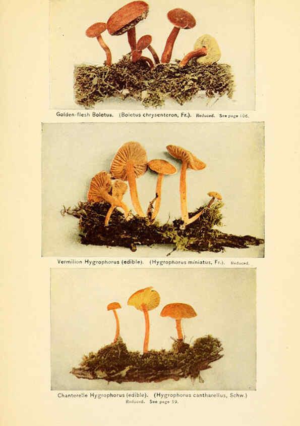 Reproducción/Reproduction 6288858309: The mushroom book Garden City, N.Y. :Doubleday, Page,1920