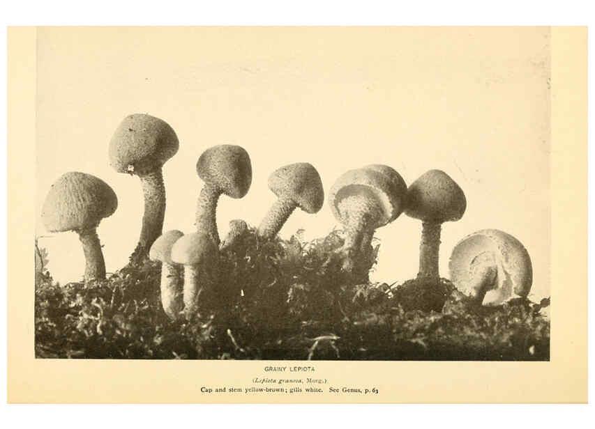 Reproducción/Reproduction 6289378840: The mushroom book Garden City, N.Y. :Doubleday, Page,1920